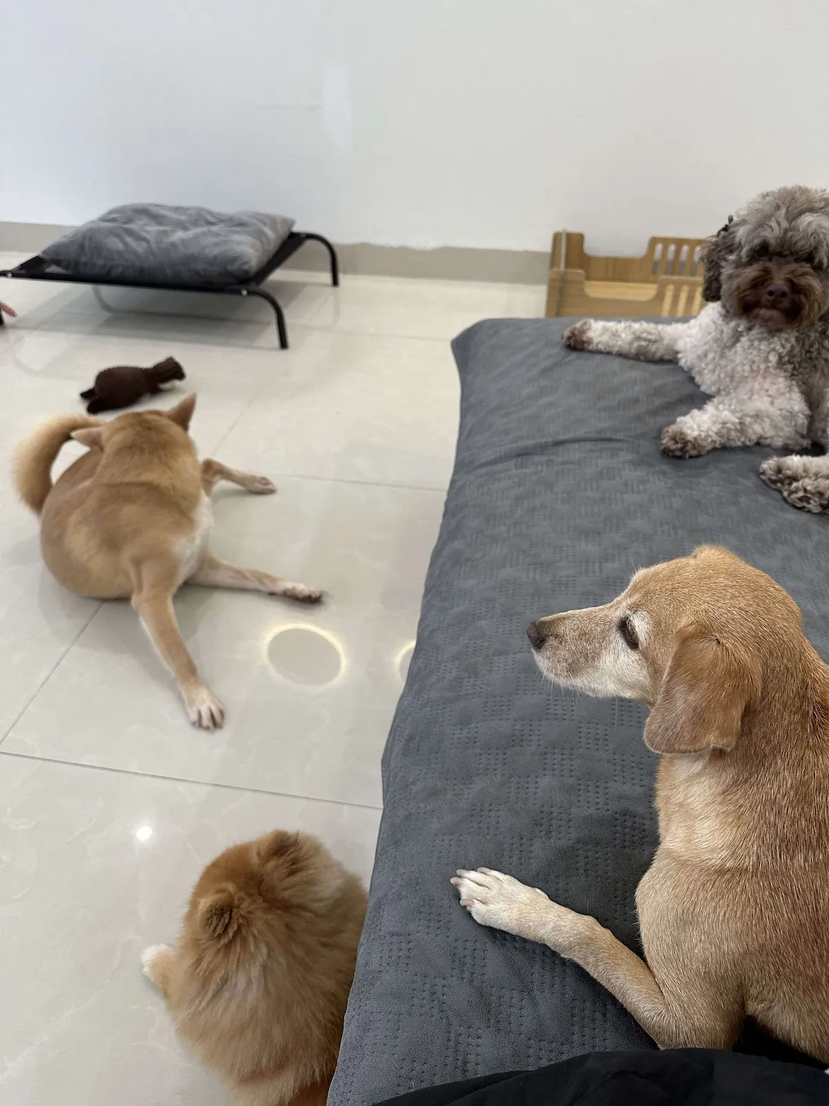 Dịch vụ spa và cắt tỉa chó tại Đà Nẵng