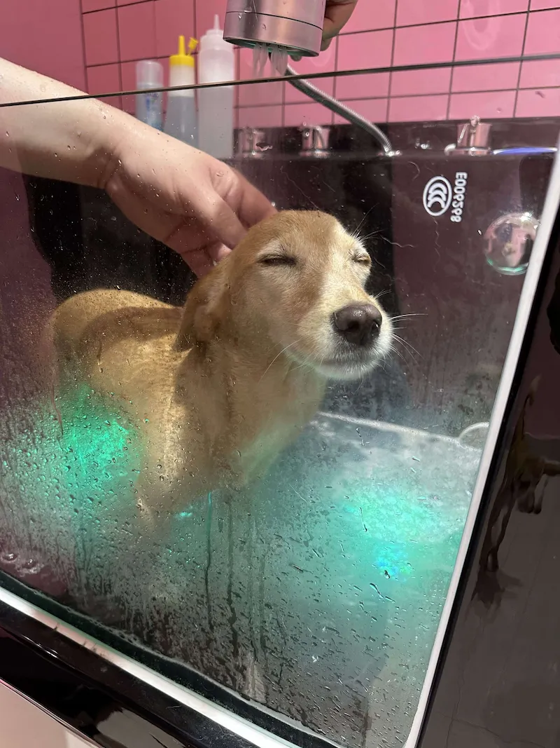 Dịch vụ tắm chó tại Đà Nẵng