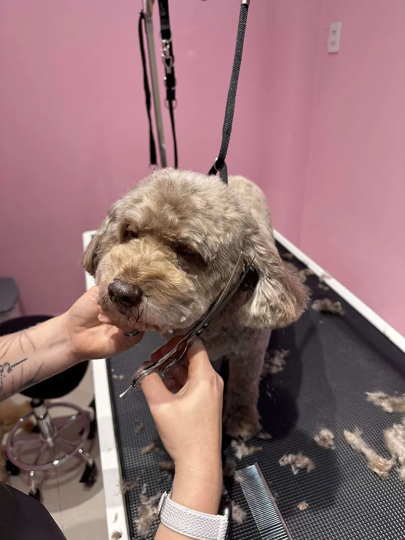 Dịch vụ cắt tỉa chó tại Đà Nẵng